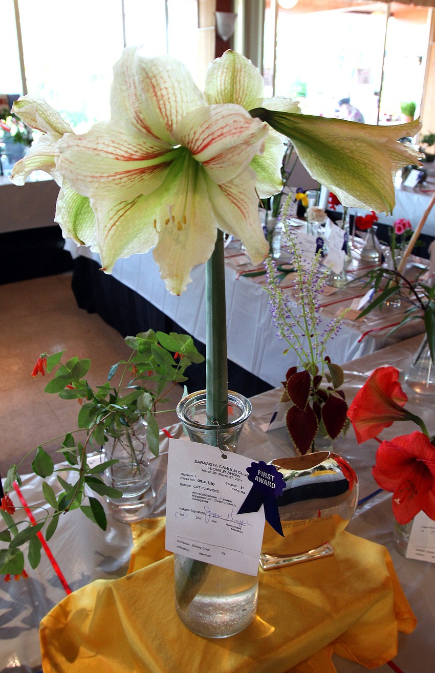 Shirley Cook won first in the cut flowers category on Sunday, March 27 during the 74th Annual Sarasota Garden Club Flower Show.