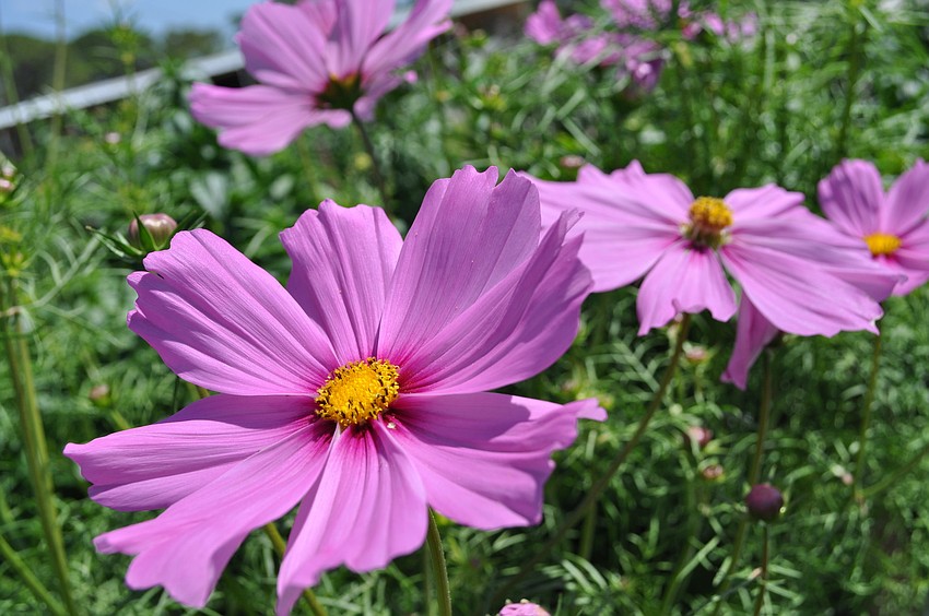 These cosmos are just one of a variety of flowers available for u-pick.