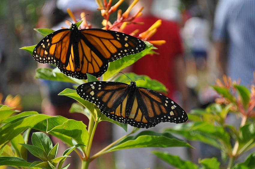 Everyone gathered around Susan Landau for the butterfly release.