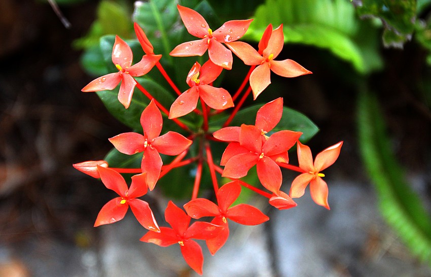 Maui ixora