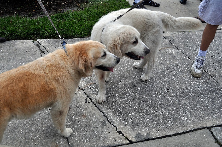 Luna and Moby, mother and son, enjoy being outside Thursday, July 28 during the Alta Vista neighborhood picnic at Payne Park.