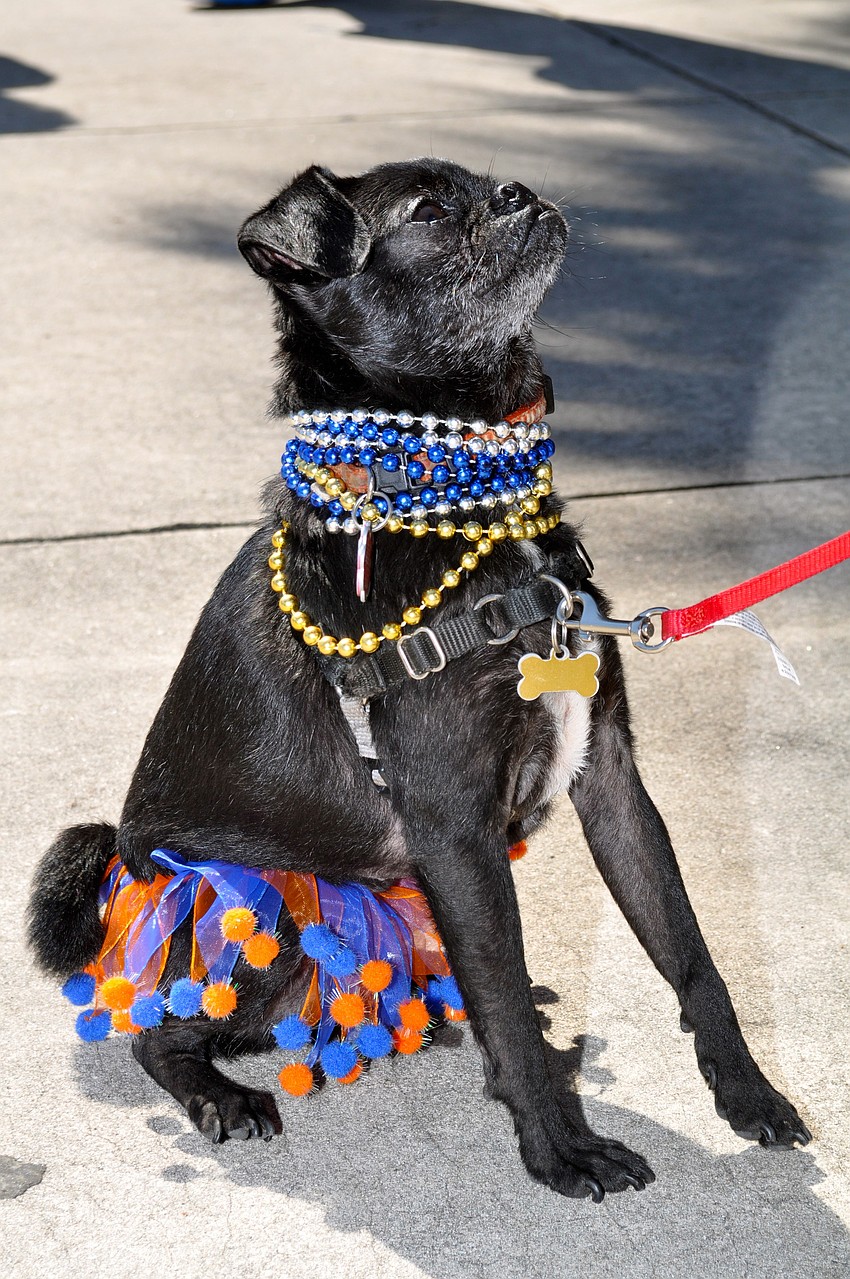 Hzak von Monkeydog sits for a treat.