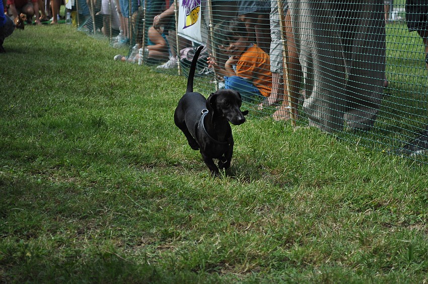 Shakespeare beat all 90 dogs that participated in the derby.