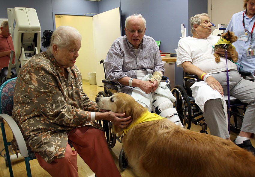 Ginger gets attention from Marjorie Mackinnon and Charles Sholtis while visiting the Comprehensive Rebhabilitation floor.
