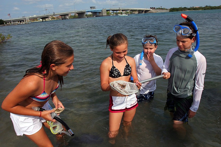 Olivia Coleman, 10, holds a toad fish in a net while Anna Dougopoly, 11, Jonah Duchesne-Shaw, 10 and David Stack, 10, look at the odd creature Tuesday, June 14 during summer camp at Mote.