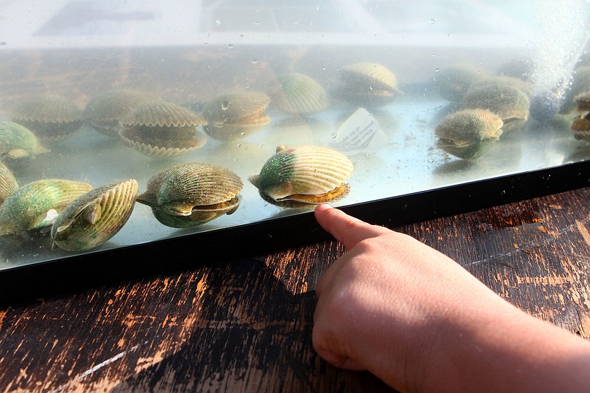 Joshua Sanchez, 6, points at a scallop in a tank Saturday, August 13 during the 4th Annual Sarasota Bay Great Scallop Search.