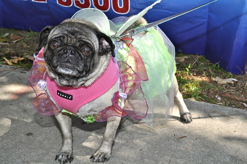 Marley is dressed as Tinker Bell.