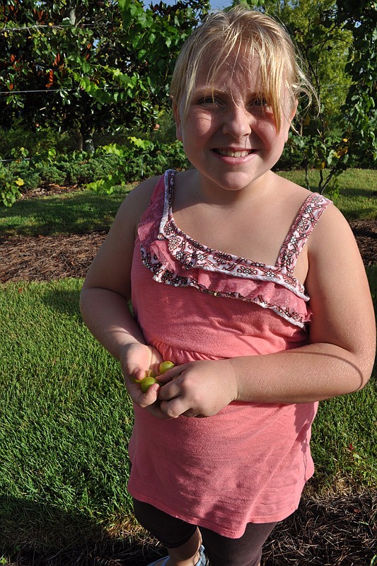 Briella Longhitano, 9, collected as many grapes as she could.