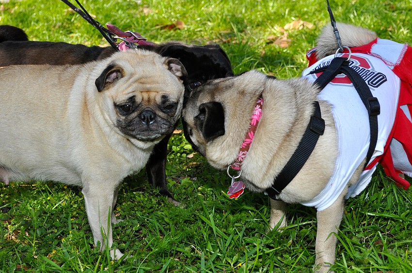 Penelope and Pebbles