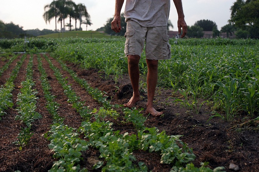 Bill Pischer walks barefoot through the soil Wednesday, June 15 out at his farm, Jessicaâ€™s Organic Farm.