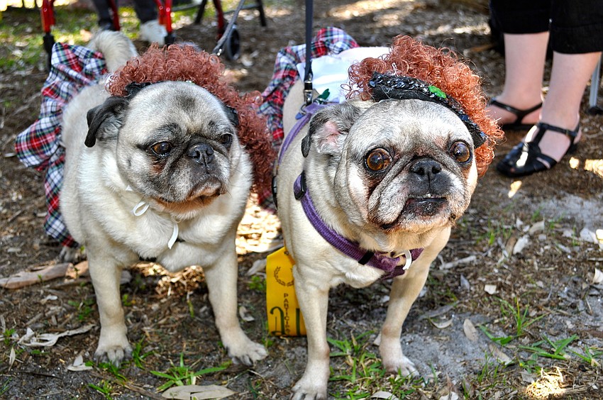 Princess and Bailey's owner dressed them as Irish dancers.