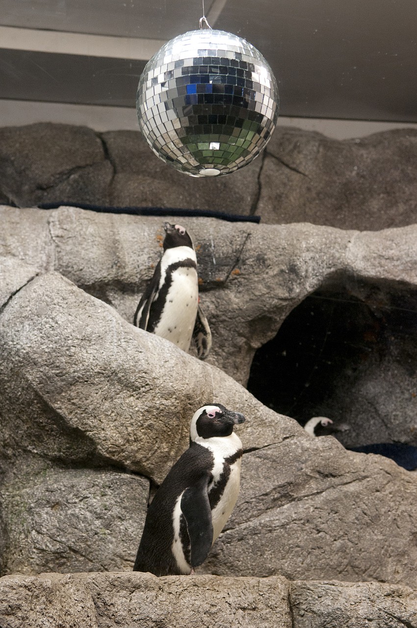 Disco penguins