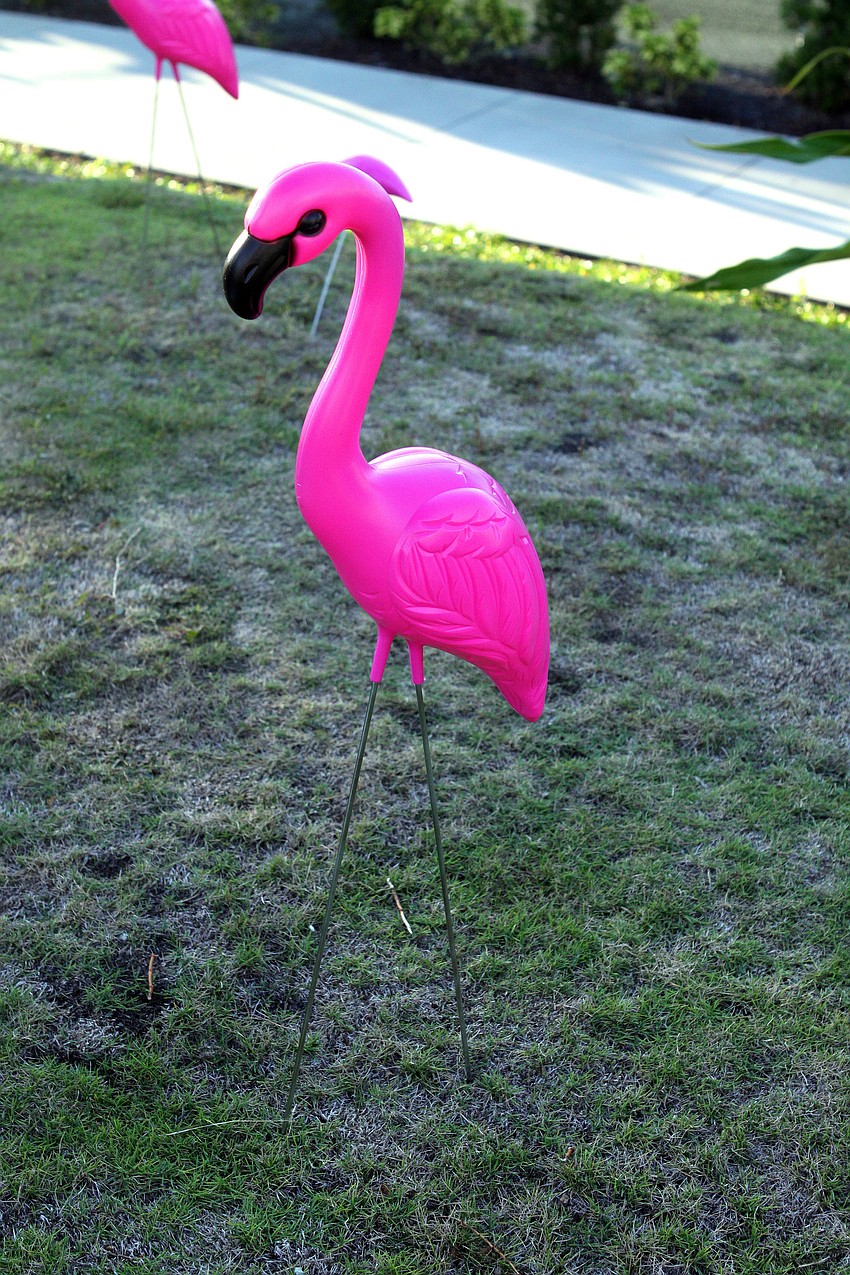 Standout flamingo