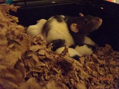 The Dumbo rats look more like large Guinea pigs, with large ears and brown and white spots. Photo courtesy Linda Spilling-Markey
