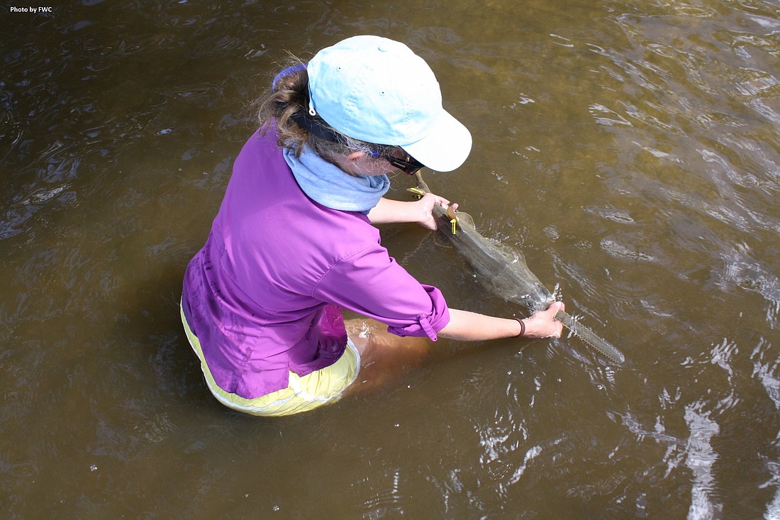 Rachel Scharer studies sawfish with Florida Fish & Wildlife. Photo courtesy of Rachel Scharer