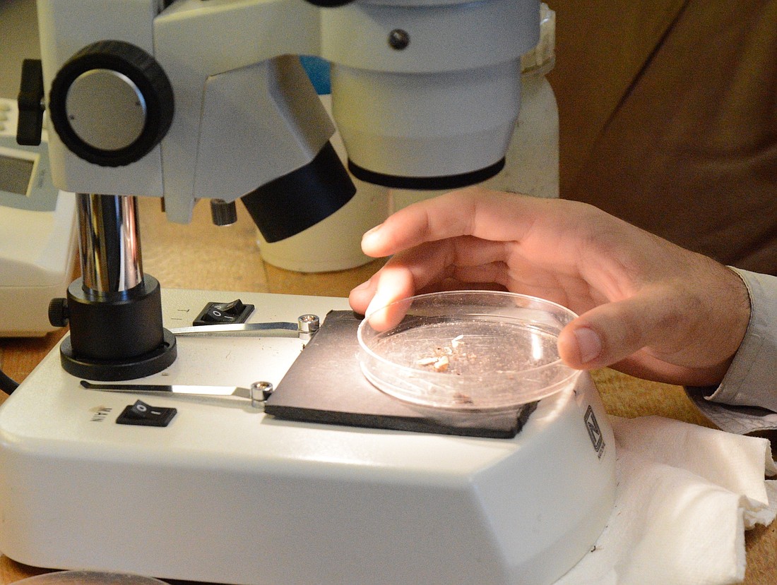A staff member inspects mosquitos with a microscope. File photo
