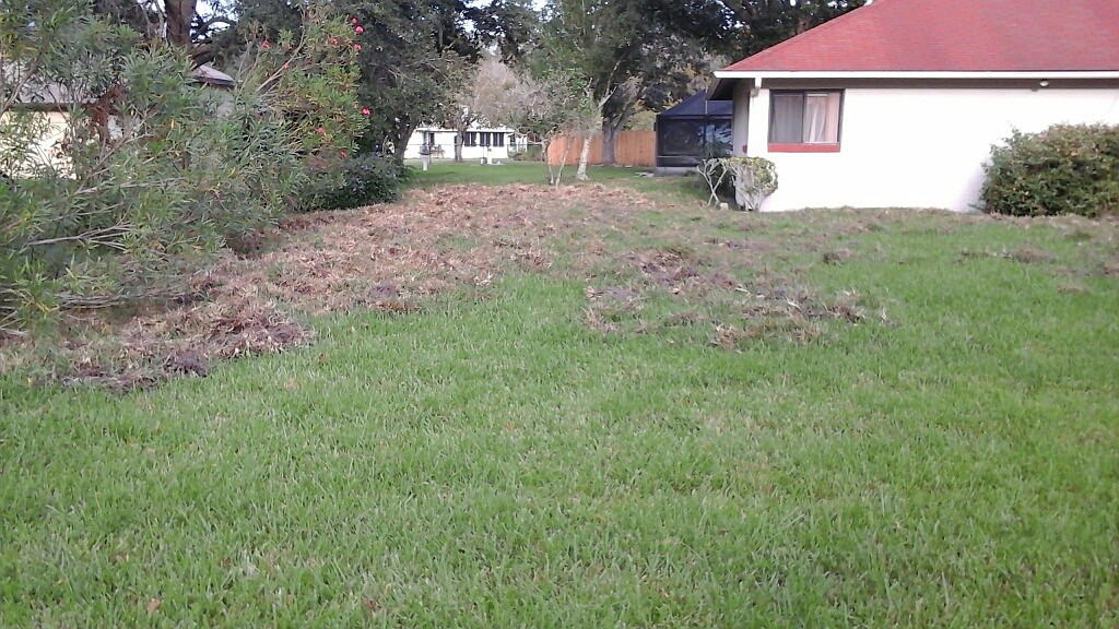 Wild hogs can destroy a lawn. (Photo courtesy of Alberto Jones)