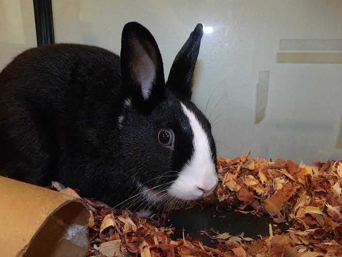 If you really want to care for a rabbit, adopt Oreo, 30521650,  a 7- month old female black and white rabbit at Flagler Humane Society Courtesy photo.