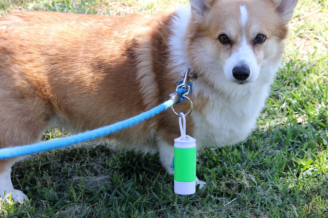 It's National Scoop the Poop Week Observer Local News Palm Coast