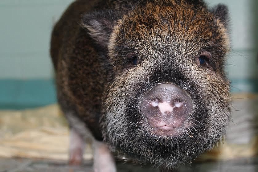 Bambi,31343425, is an 8-month-old, pot bellied pig, available at the Halifax Humane Society. She is bound to have some fun pet quirks. Courtesy photo