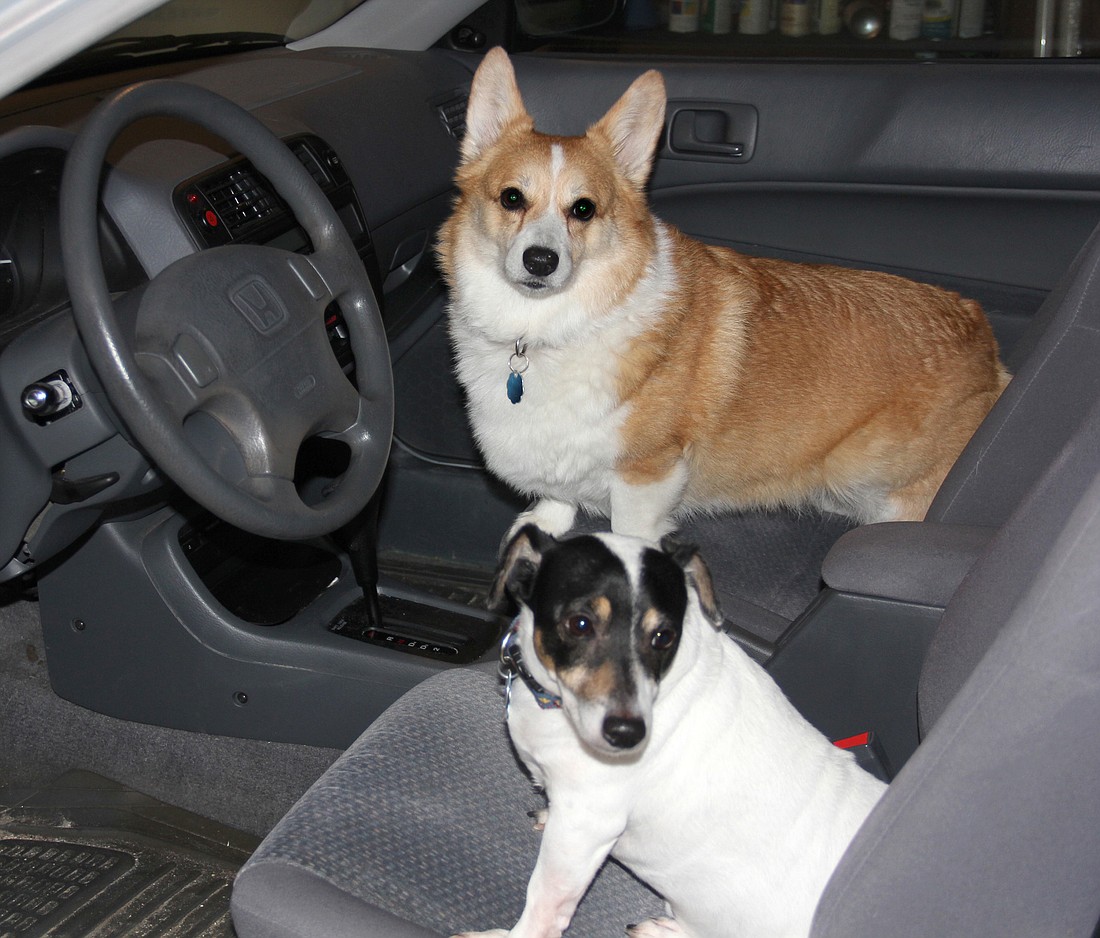 Buddy and Kodi are always up for a ride, even if it's to the vet. Photo by Jacque Estes