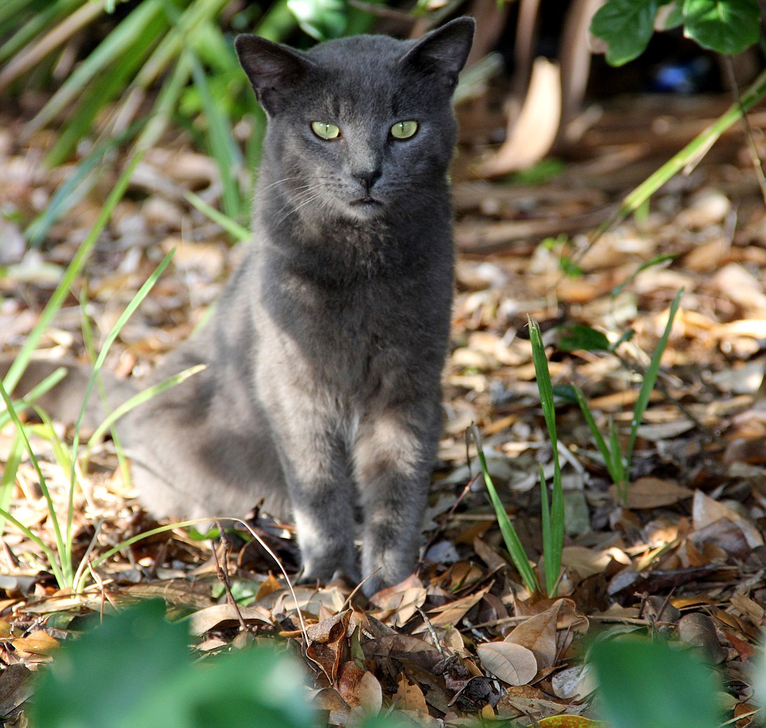 There are beleived to be hundreds of free-roaming cats in Palm Coast. Photo by Jacque Estes