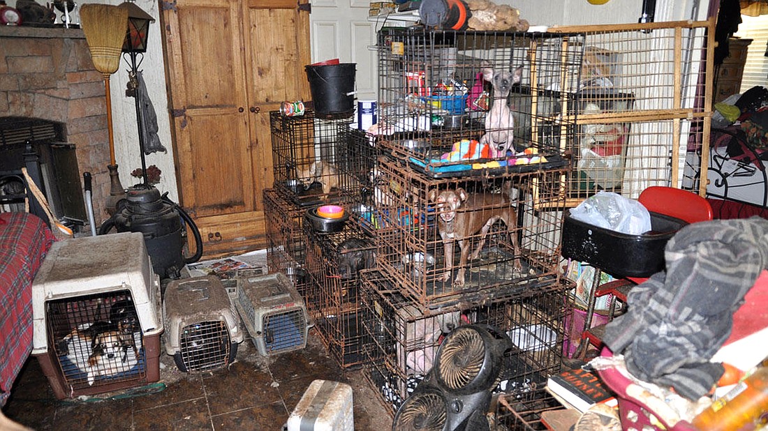 This is a file photo from a past hoarding case in southern Florida. Hoarders live in conditions that are not healthy for the animals, or for them and their family. Courtesy photo