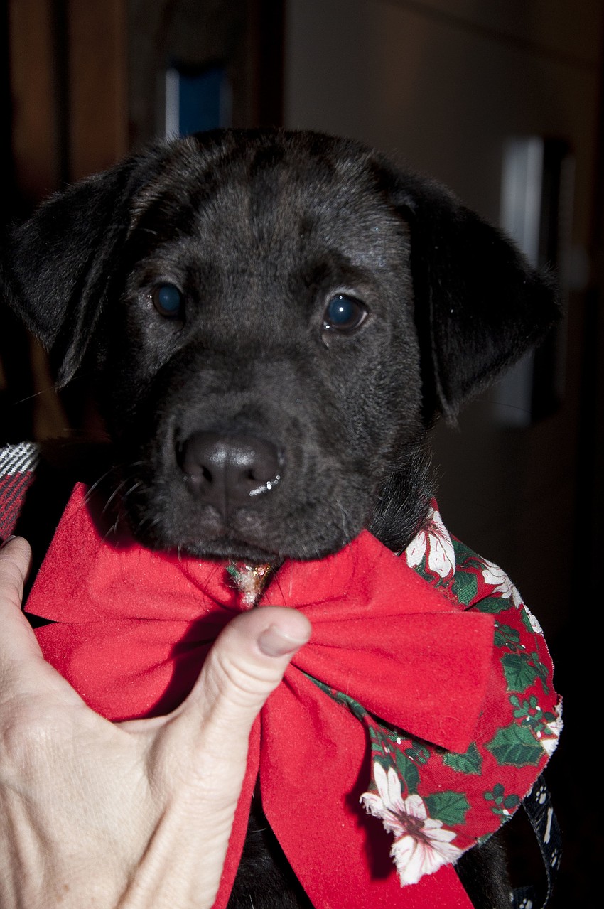 The special auction prize Rudolph