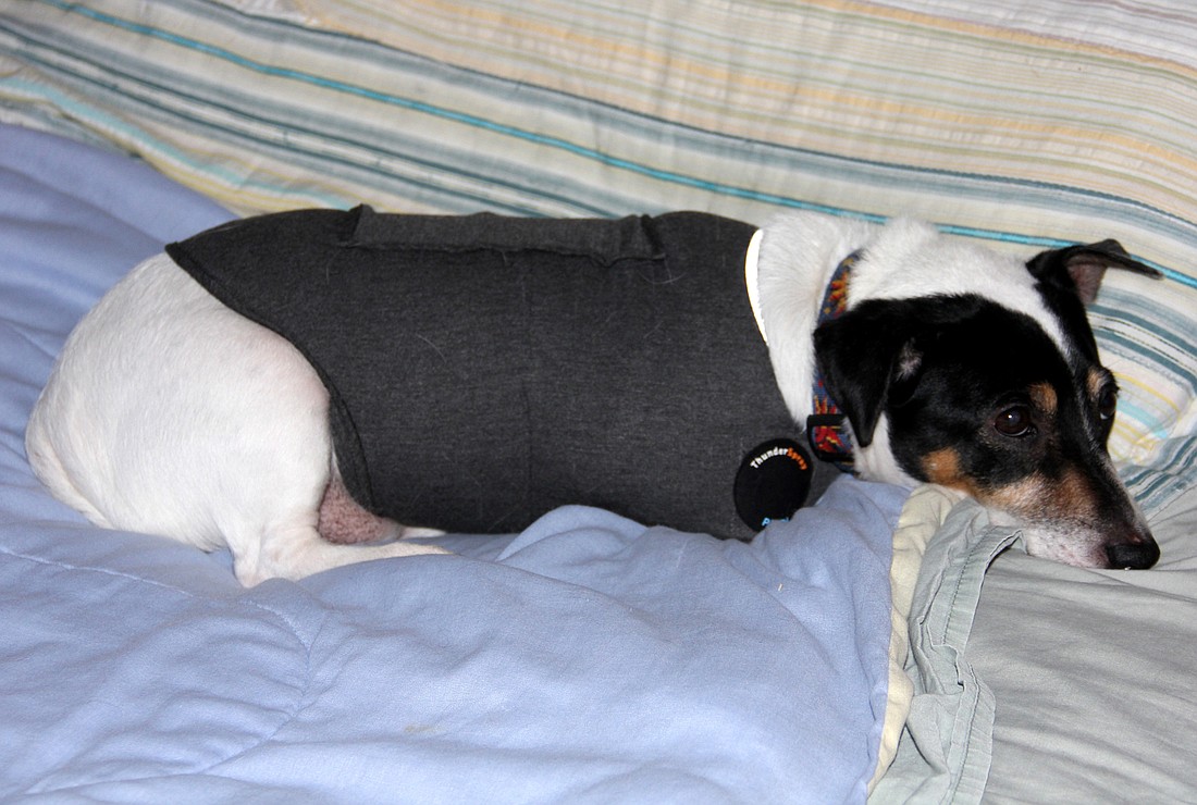 Dressed in his snuggly ThunderShirt, Buddy finds a quiet spot to wait out the storm. Photo by Jacque Estes