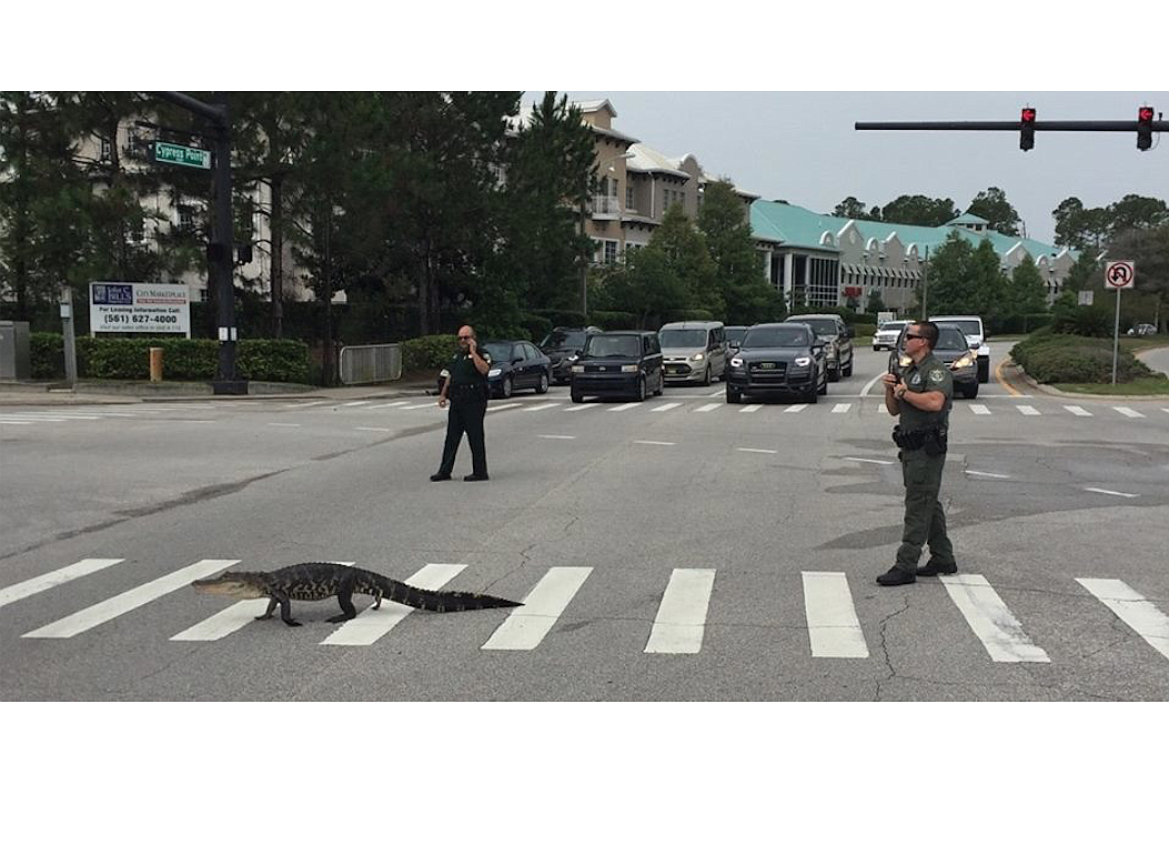 Sheriff's Office Corporal Kenny Goncalves and Deputy Jonathon Duenas stopped traffic for the gator at Cypress Point Parkway and Cypress Edge Drive. (Photo by Mark Olson)