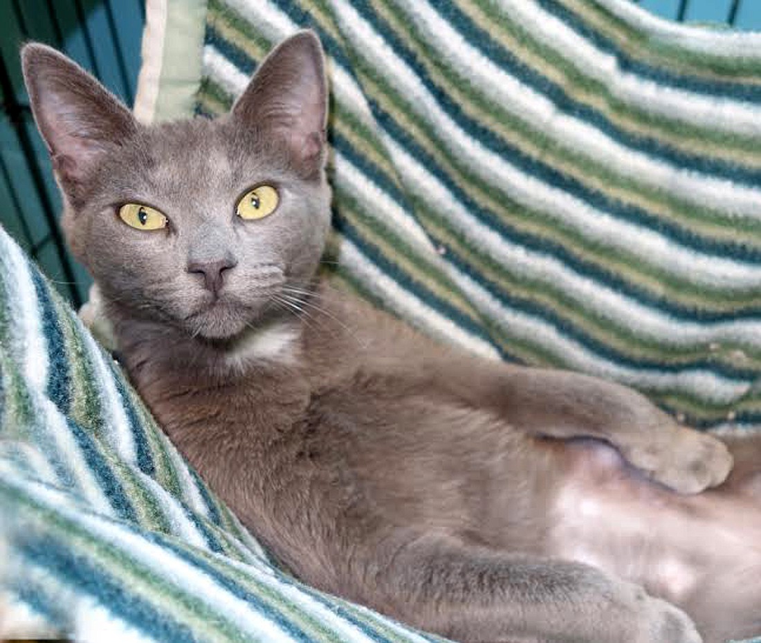 Echo, 31564287, is a 7-month old female cat, relaxing in her hammock at the Flagler Humane Society. Items like this can be made or purchased for use in the home. Courtesy photo