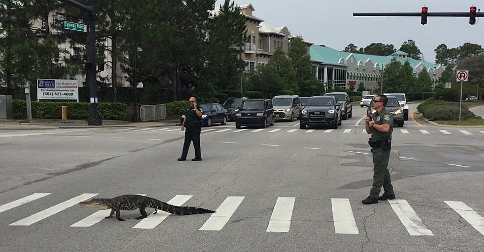 Sheriff's Office Corporal Kenny Goncalves and Deputy Jonathon Duenas stopped traffic for a gator June 6 at Cypress Point Parkway and Cypress Edge Drive. (Photo by Mark Olson)