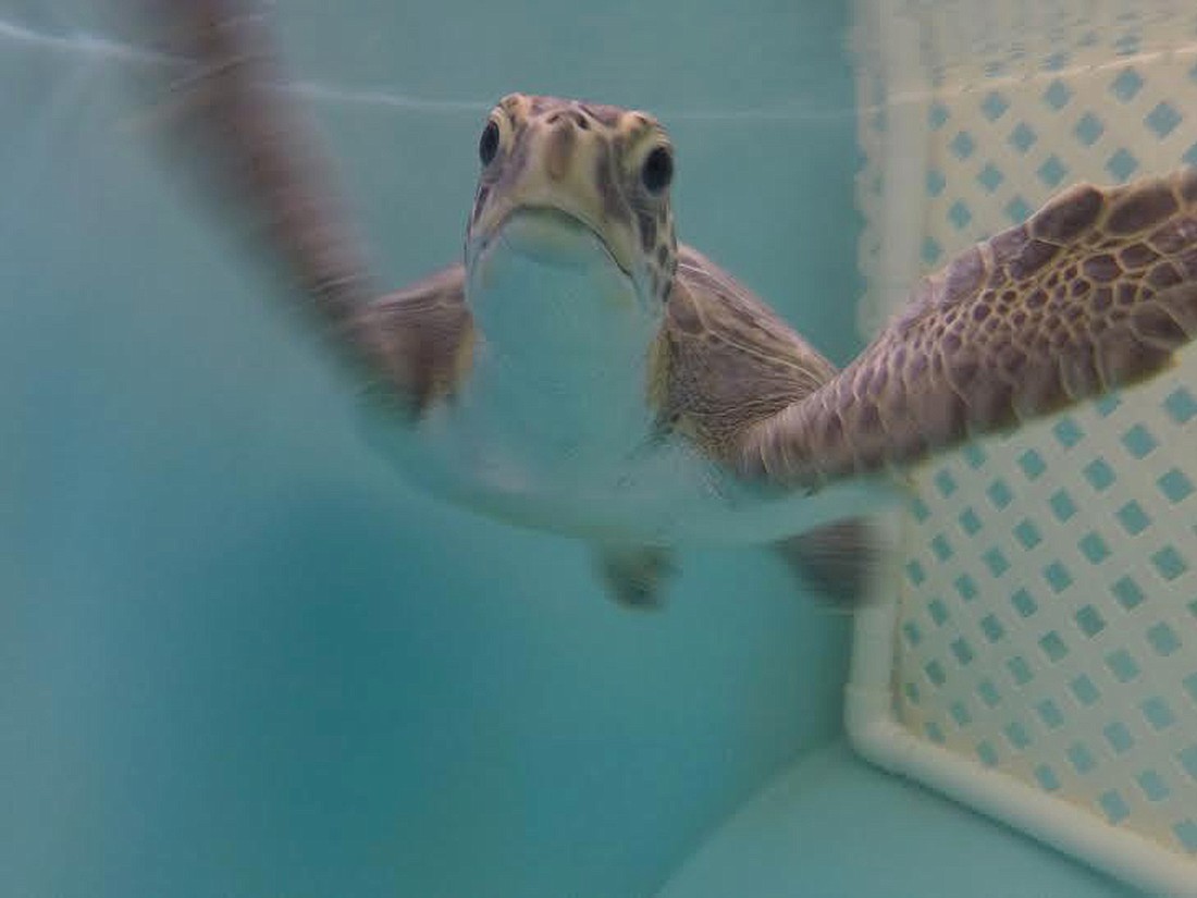 Cisco Kid, a green sea turtle, before he was released back into the sea on June 20. Courtesy photo