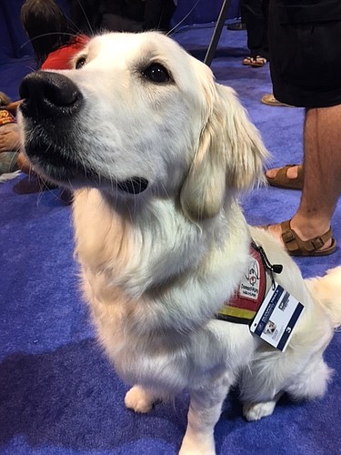 Weinberg hopes other Olympic sports will adopt therapy dogs in the future.