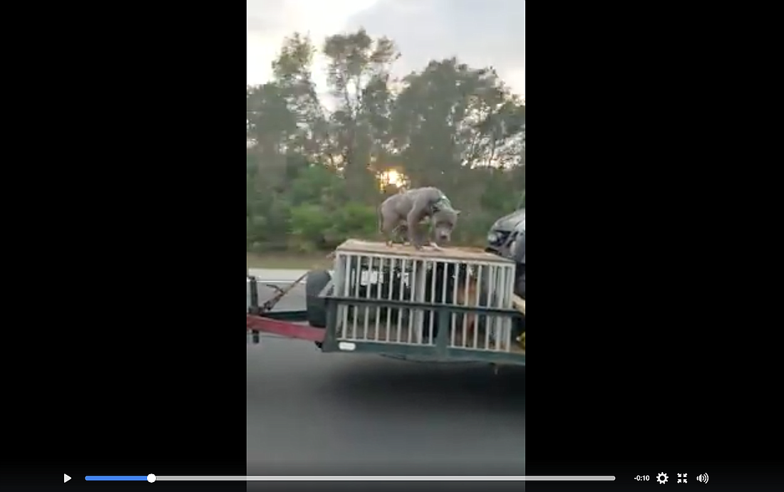 A screenshot from Brenna Cronin's Facebook video of the dog on Interstate 95