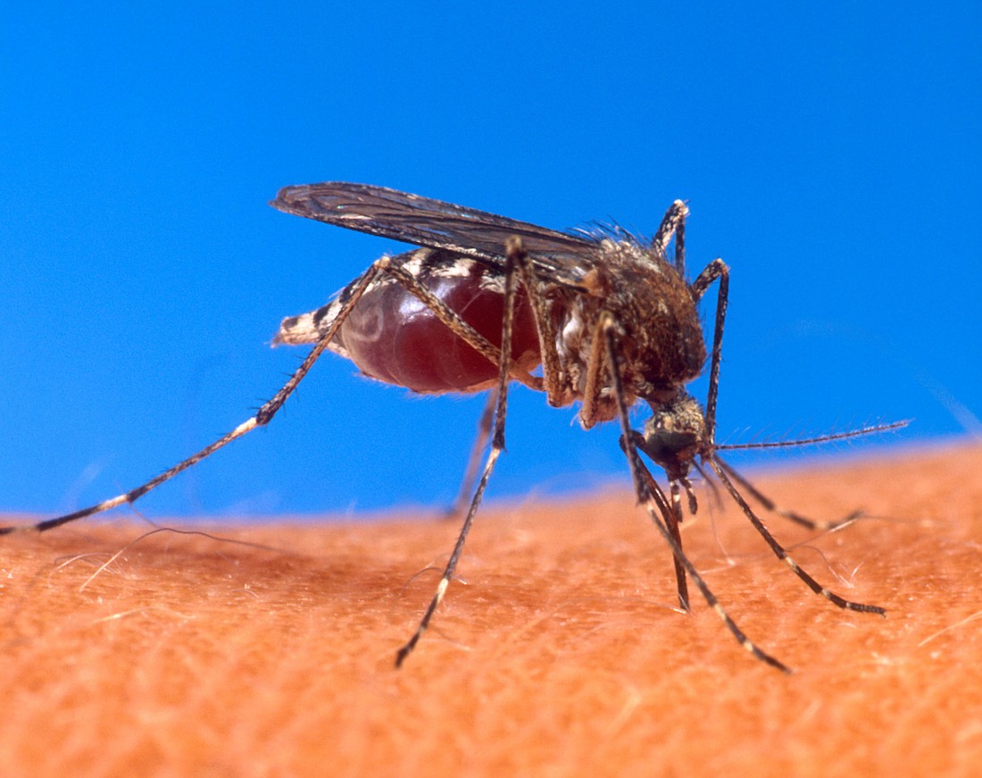 The Aedes aegypti mosquito is one of two types of mosquito that carry the Zika virus. The other is the Aedes albopictus. (Photo from the USDA)