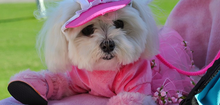 Missy is blind and got top-notch seating in a doggie stroller for the parade.
