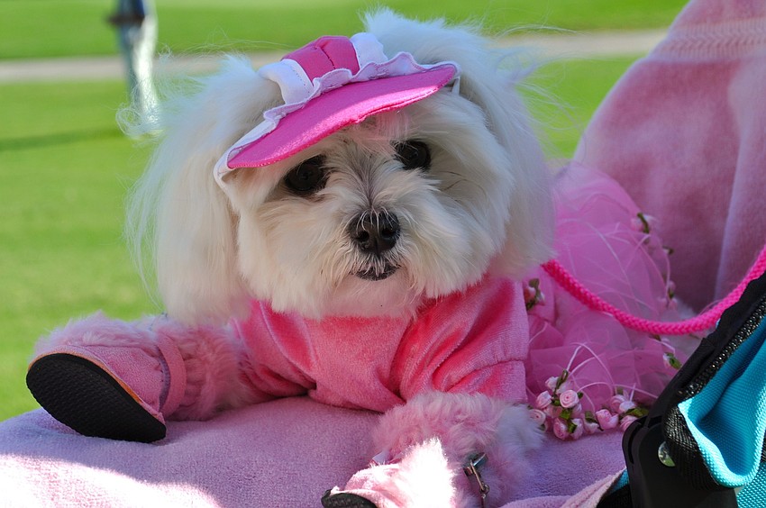 Missy is blind and got top-notch seating in a doggie stroller for the parade.