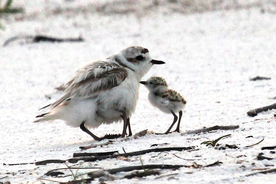 A Snowy plover mother pauses with one chick beside her and another under her, with just its legs visible. The babies fledged just before July 4. Photo by Catherine Luckner.