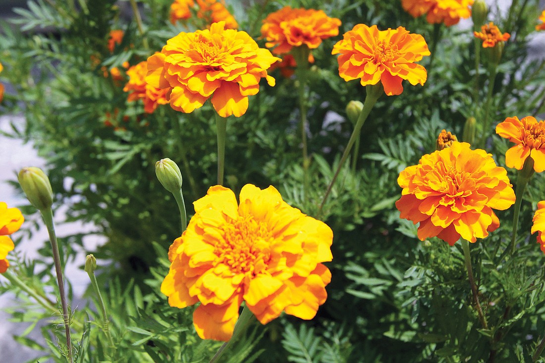 Little hero marigolds bloom brightly.