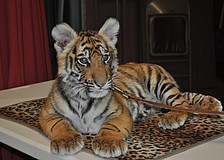 Ghandi got lots of love from members of the local Chambers of Commerce. See more photos in the East Meets West photo gallery.