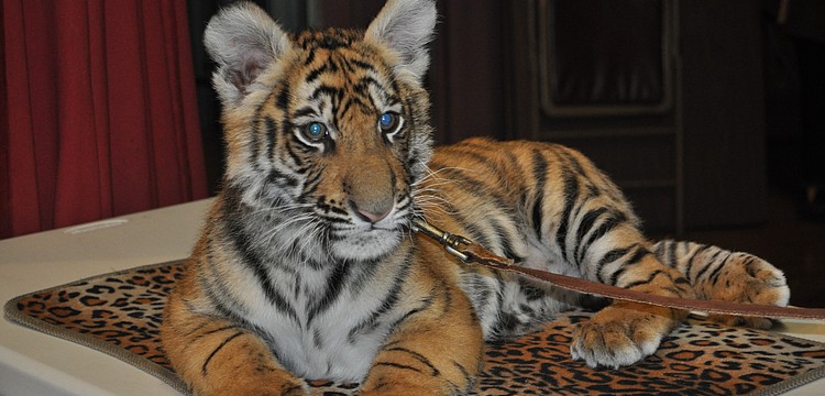 Ghandi got lots of love from members of the local Chambers of Commerce. See more photos in the East Meets West photo gallery.