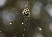 This spider has found a home among some trees in the Summerfield Park community.