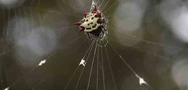 This spider has found a home among some trees in the Summerfield Park community.