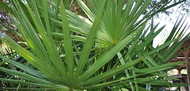 Can you name this prominent Florida-native plant?