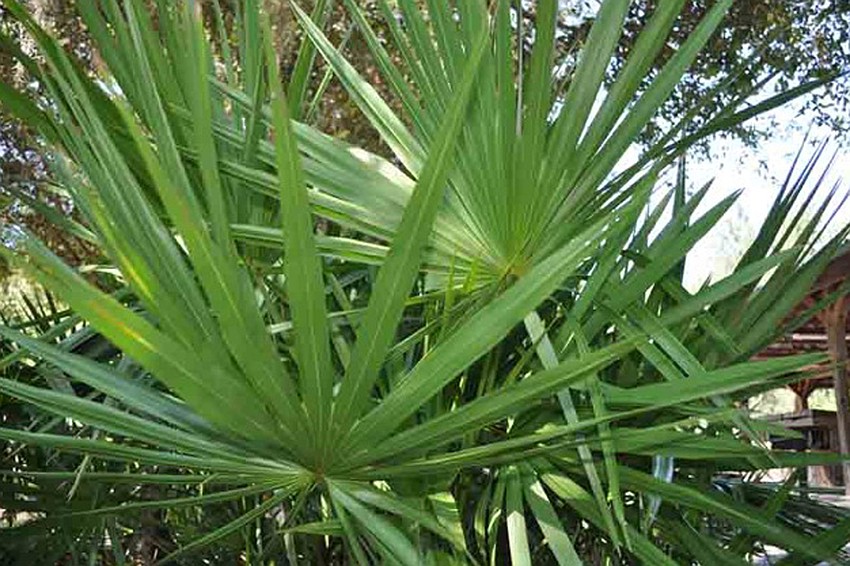 Can you name this prominent Florida-native plant?