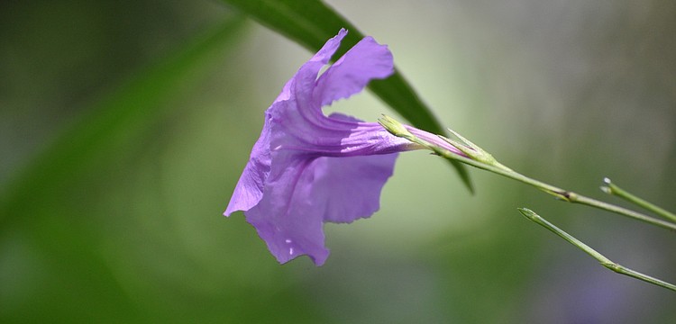 This little guy makes its home in a sea of purple flowers just outside the gardens' fence, next to the main parking lot.