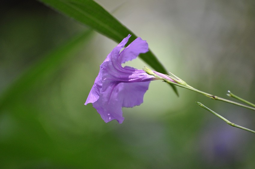 This little guy makes its home in a sea of purple flowers just outside the gardens' fence, next to the main parking lot.
