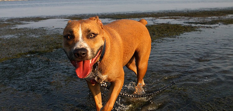 Josie, 11 mos., enjoys running around in the low tide by the Siesta Key Bridge.