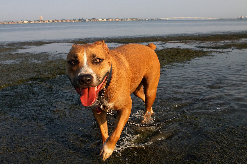 Josie, 11 mos., enjoys running around in the low tide by the Siesta Key Bridge.